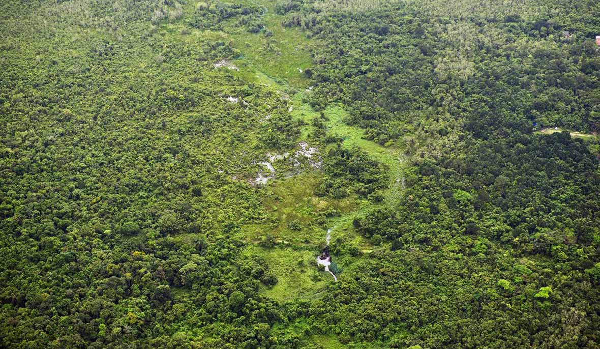 APA Baleia Sahy segue intacta segundo monitoramento aéreo